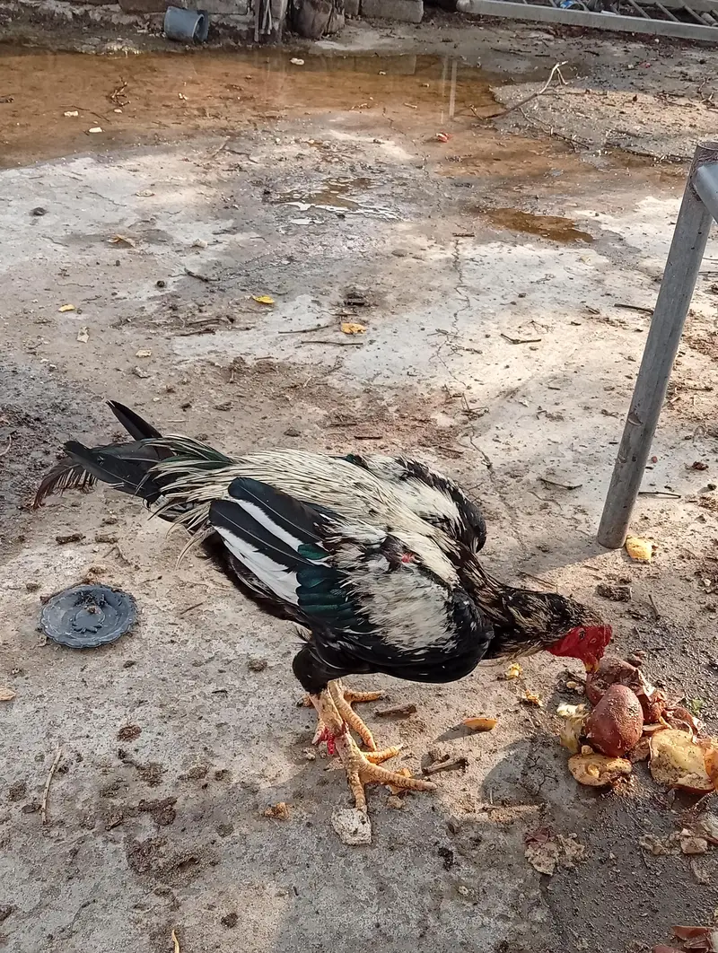 jawa thai + walati + parmoz wala corss ma ha — photo 2