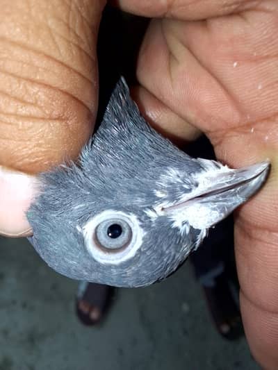 Kabooter, Pigeon, Kabotar