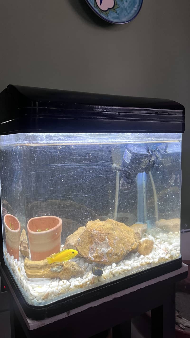 Fish Aquarium 0