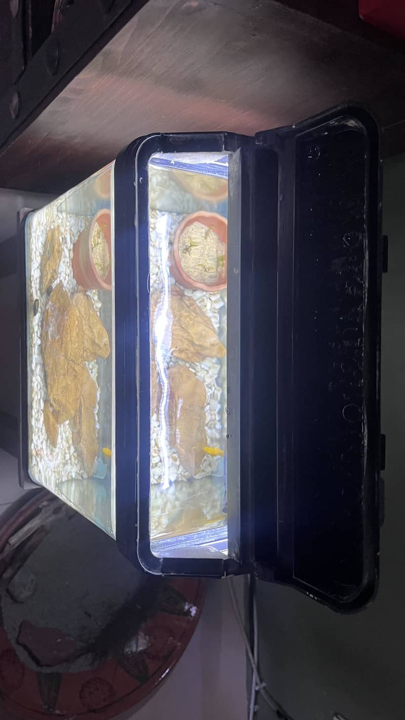 Fish Aquarium 1