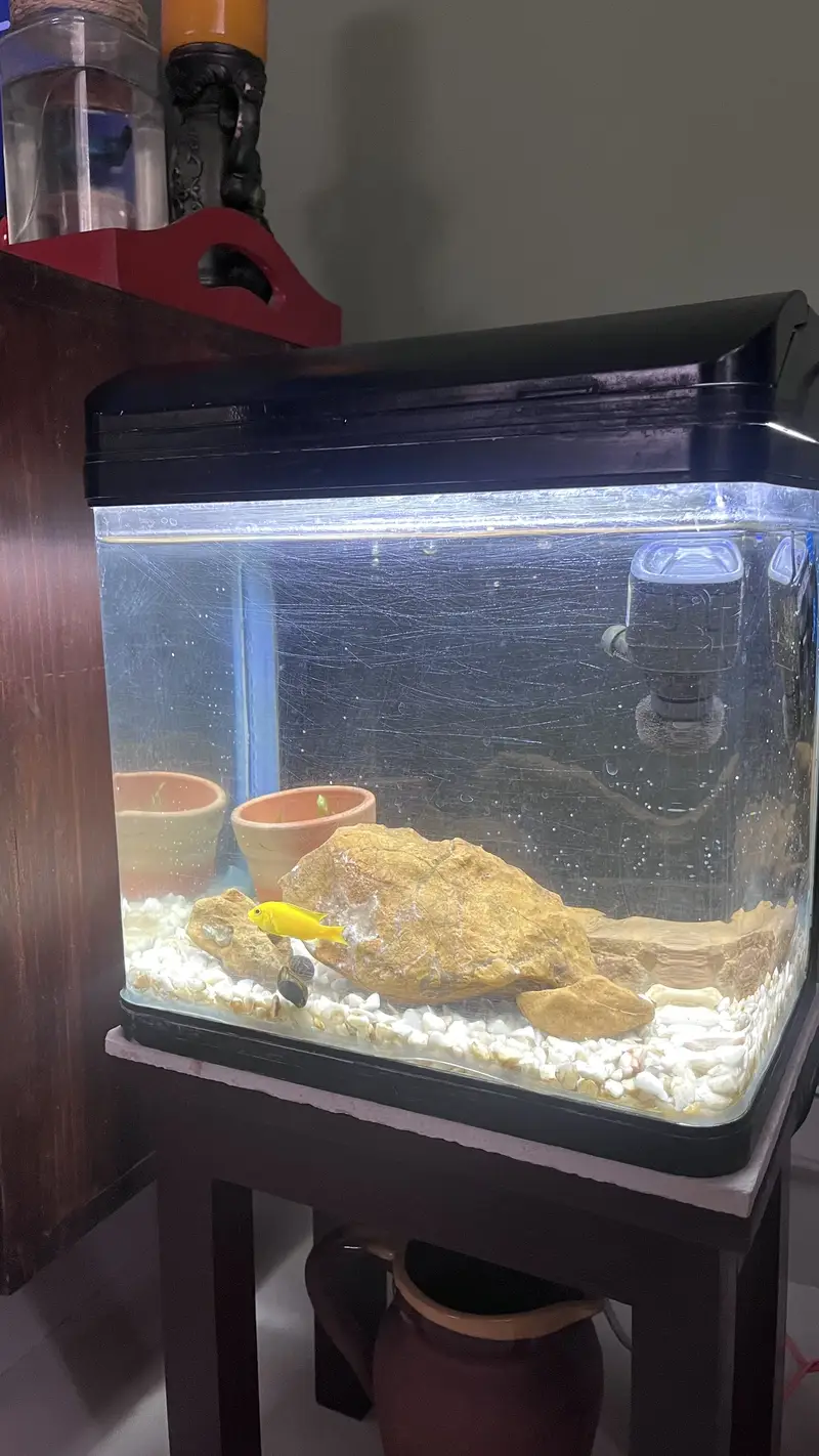Fish Aquarium — photo 5
