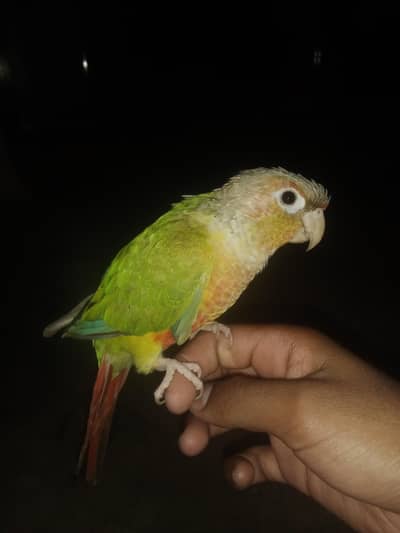 pure  pineapple conure