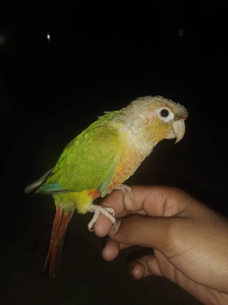 pure  pineapple conure 0