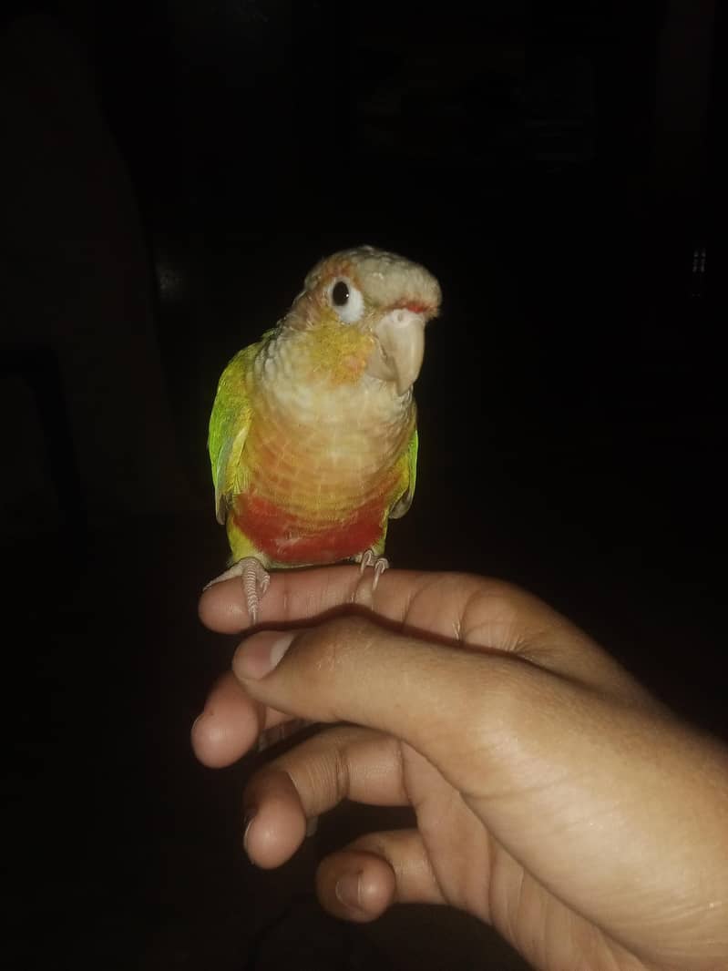 pure  pineapple conure 1