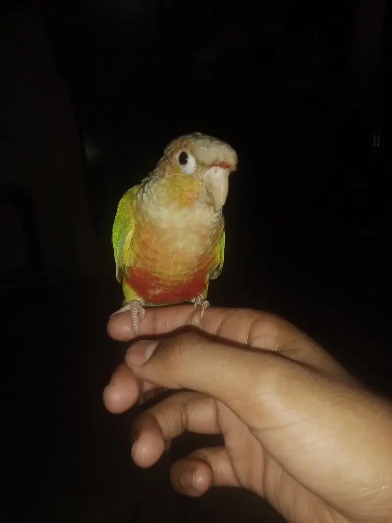pure  pineapple conure — photo 2