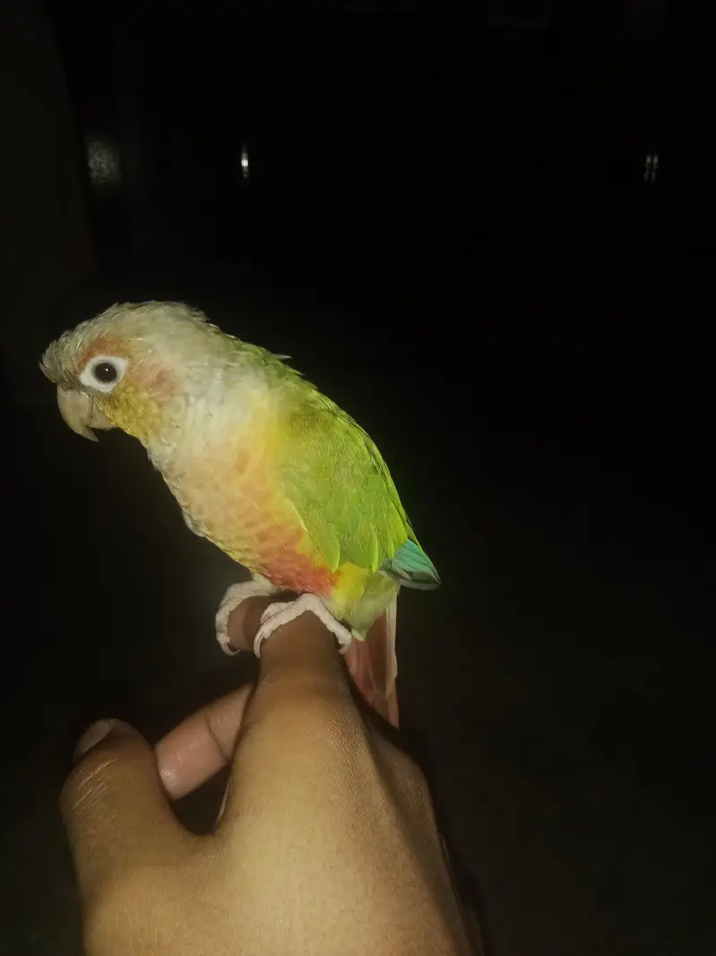 pure  pineapple conure — photo 3