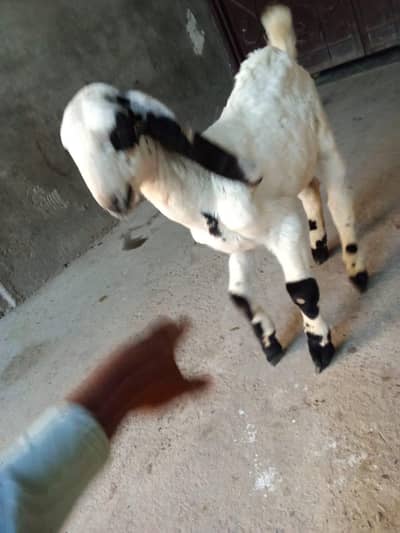 goat childs 3500