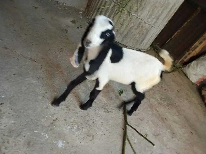 goat childs 3500 — photo 2