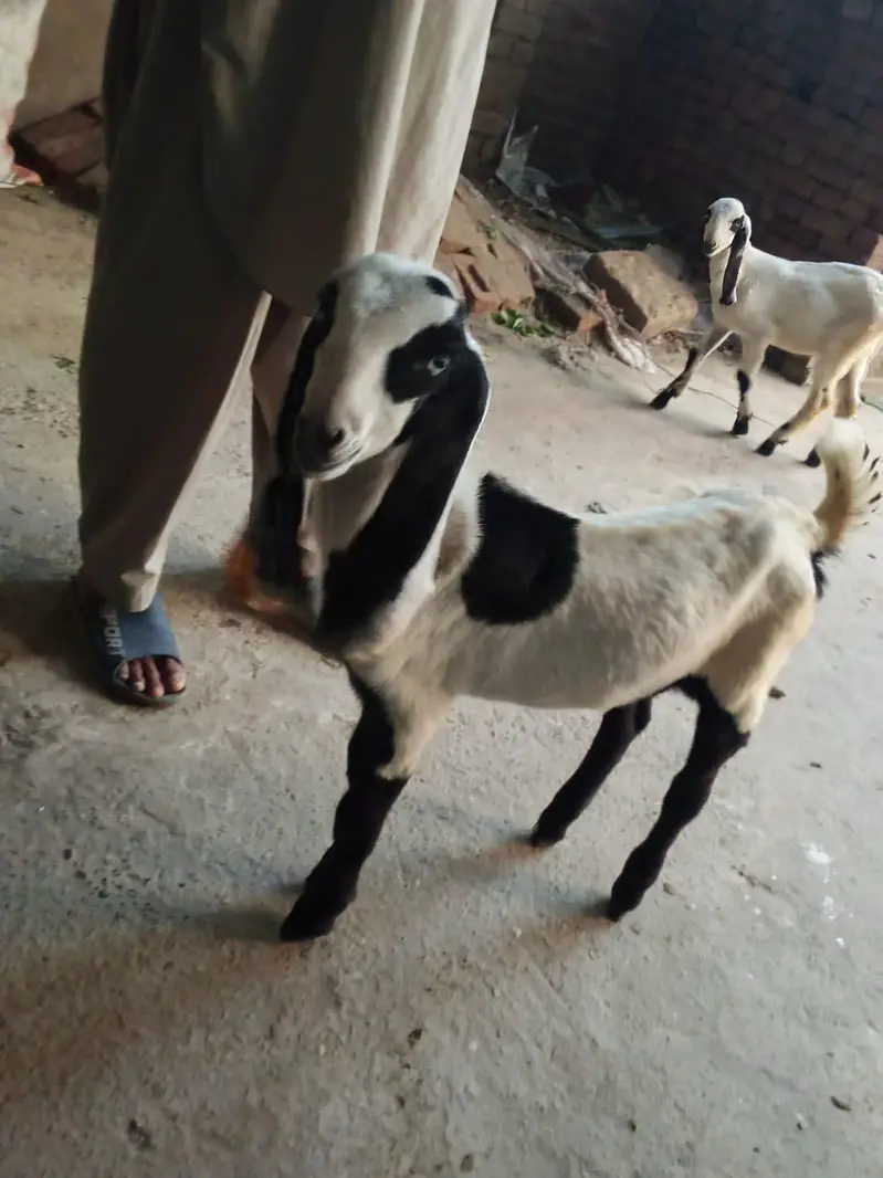goat childs 3500 — photo 3