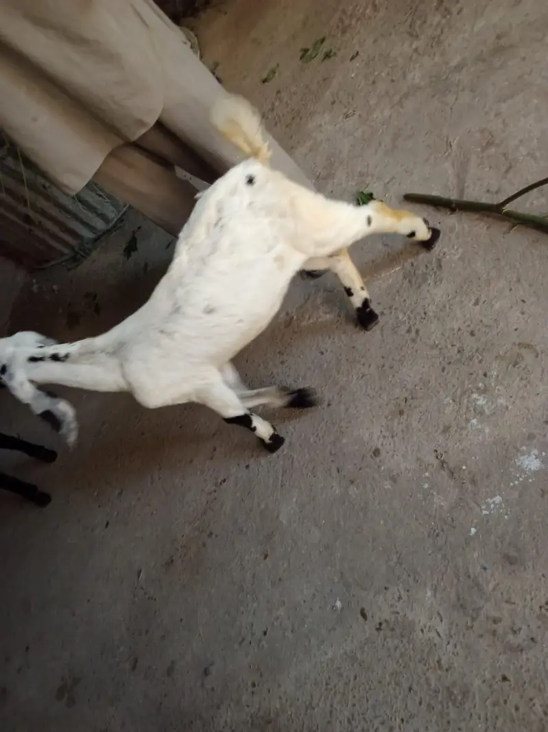 goat childs 3500 — photo 4