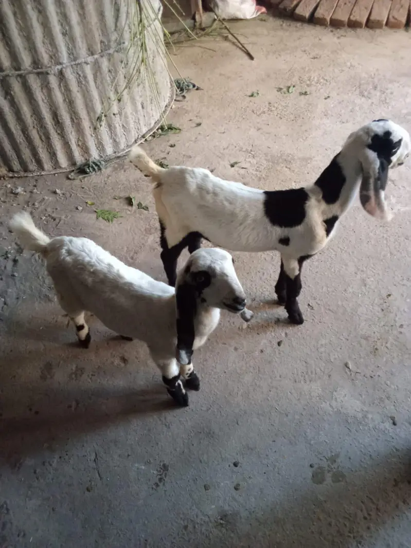 goat childs 3500 — photo 5