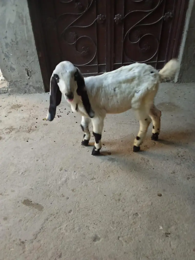 goat childs 3500 — photo 6
