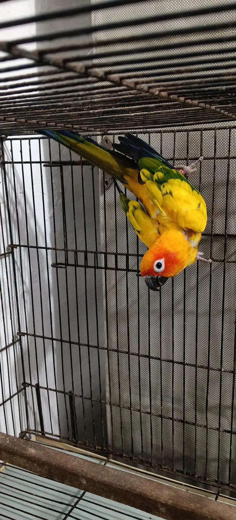 Sun Conure Breeder MALE — photo 2