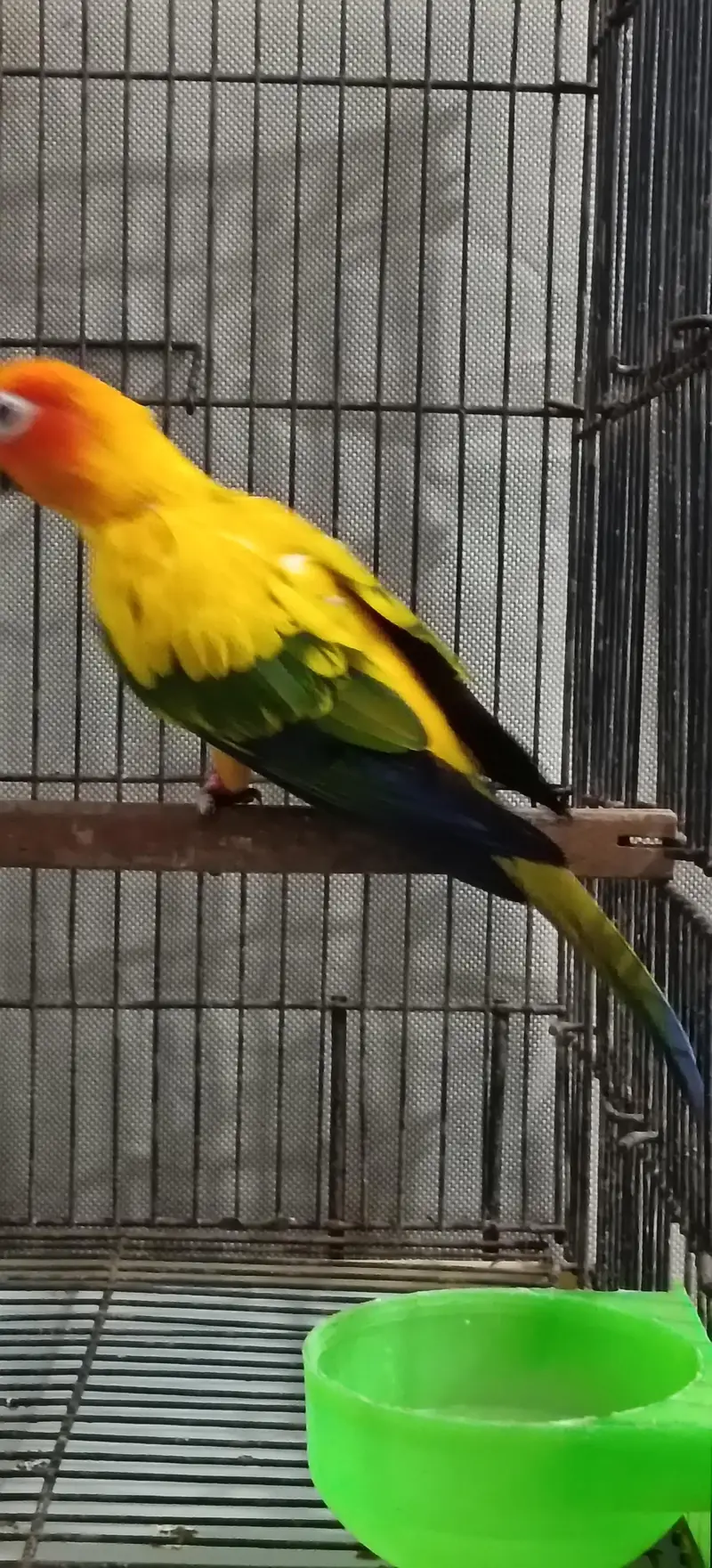 Sun Conure Breeder MALE — photo 3
