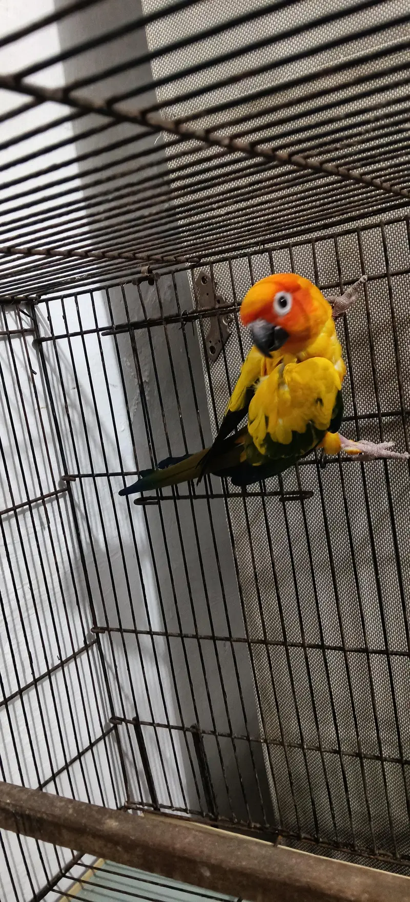Sun Conure Breeder MALE — photo 4