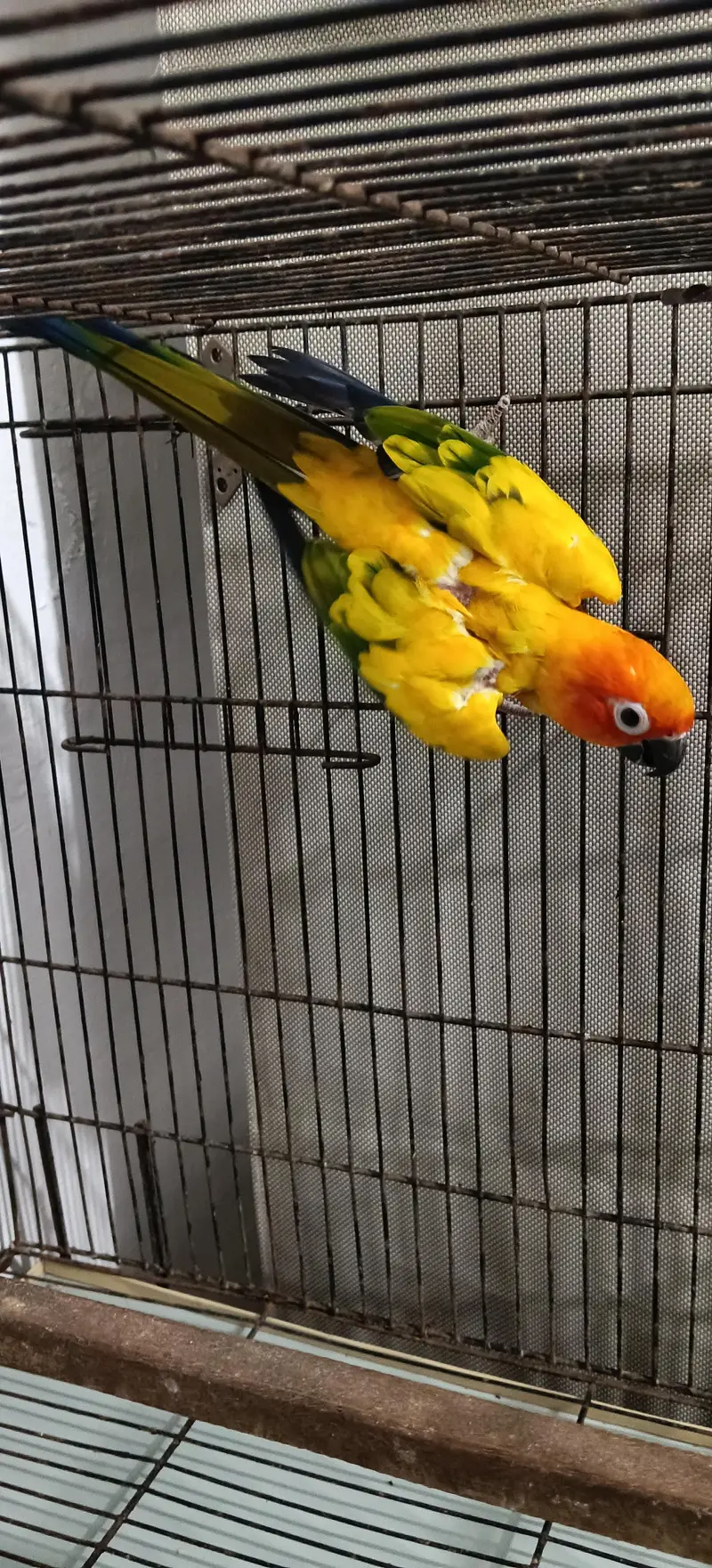 Sun Conure Breeder MALE — photo 5
