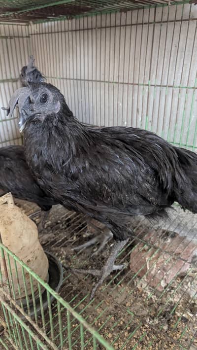 ayaam cemani trio for sale urgent