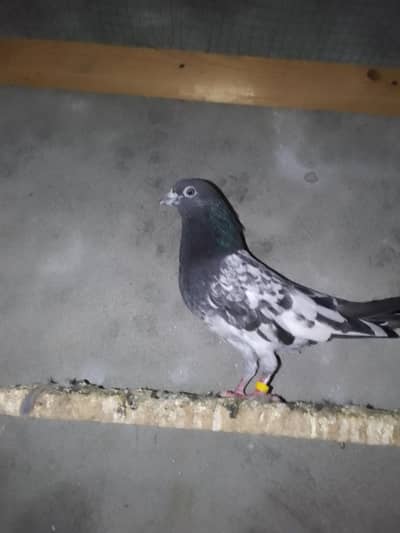 Kabooter, Pigeon, Kabotar
