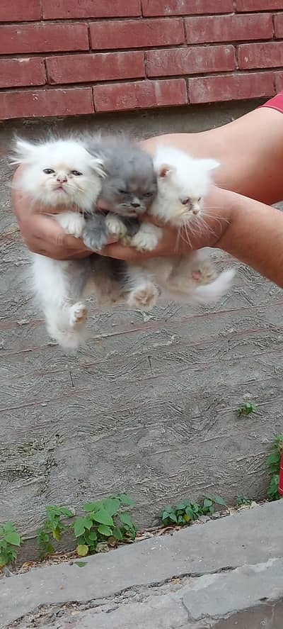 persian kittens