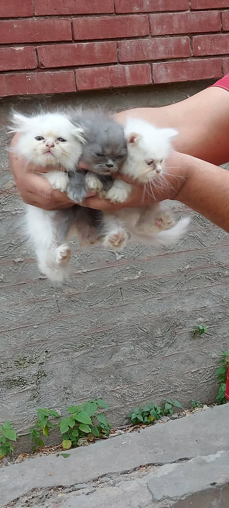 persian kittens 0