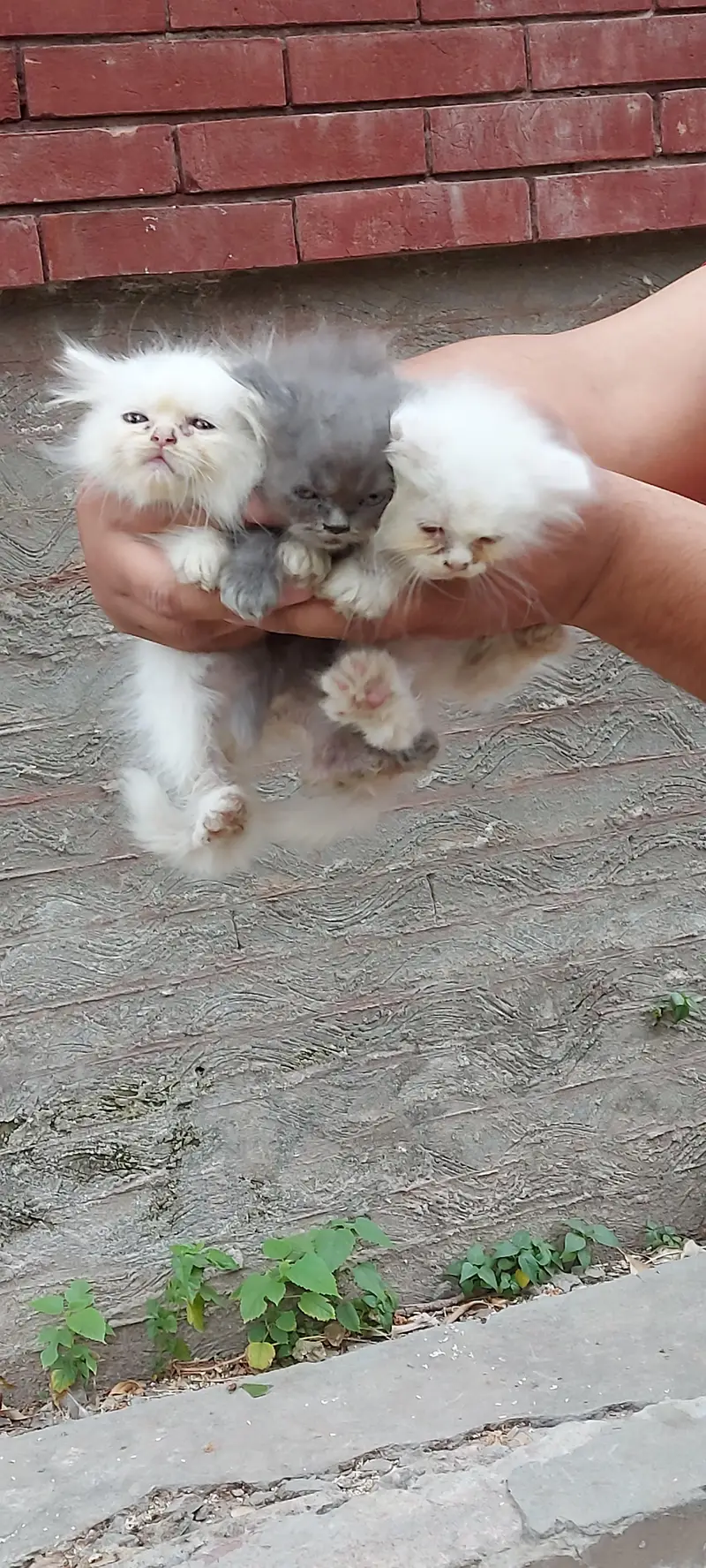 persian kittens — photo 2