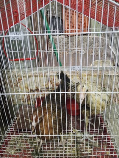 Desi hen