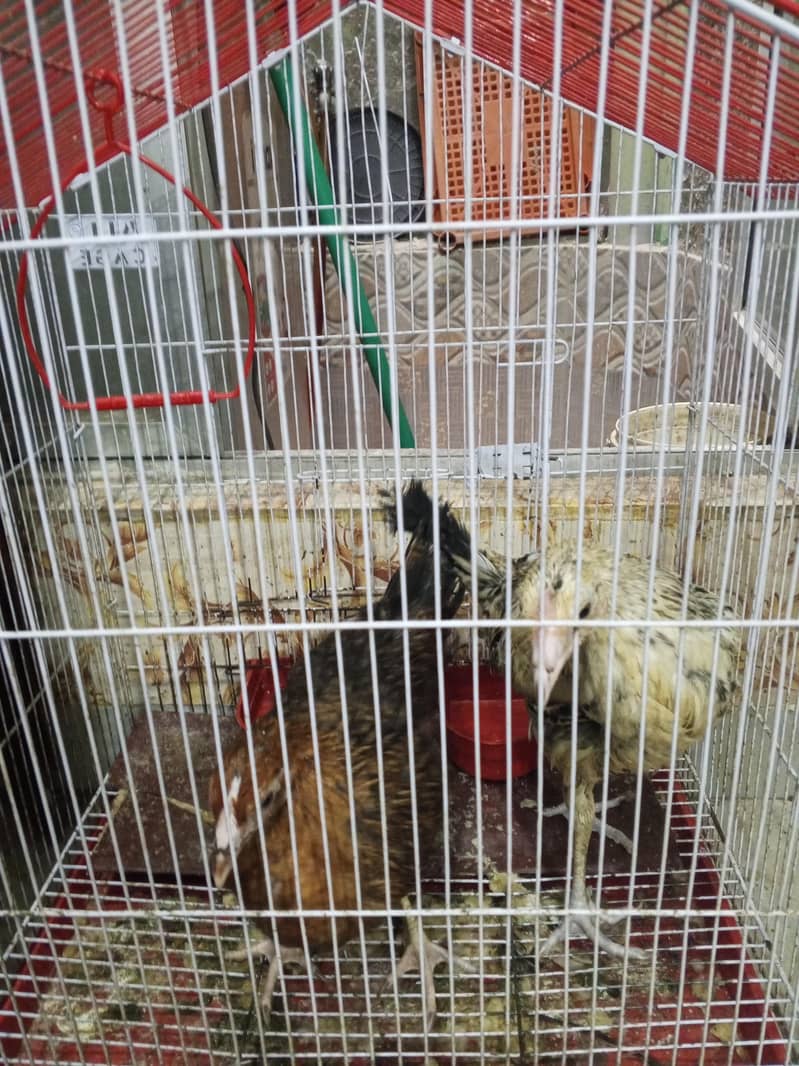 Desi hen 0