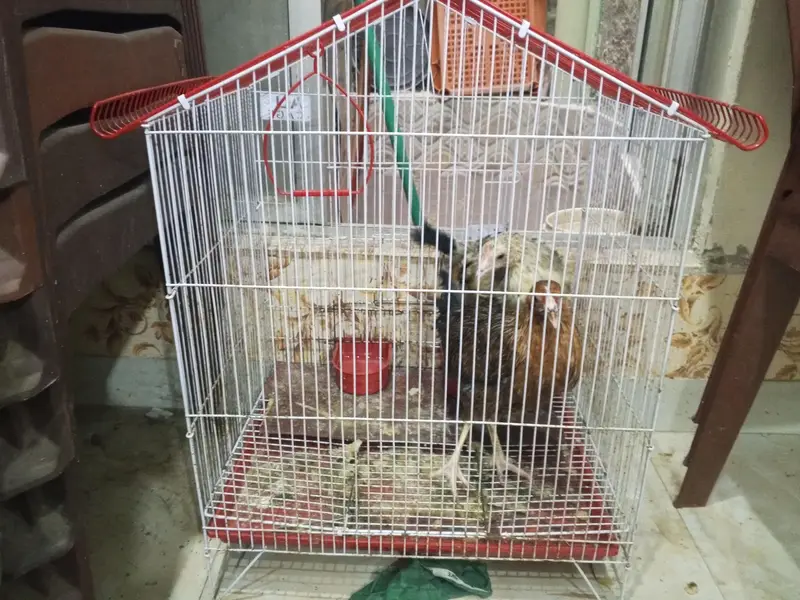 Desi hen — photo 2