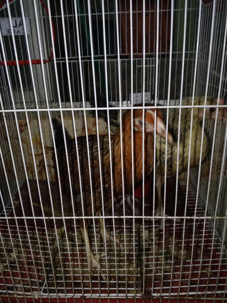 Desi hen — photo 3
