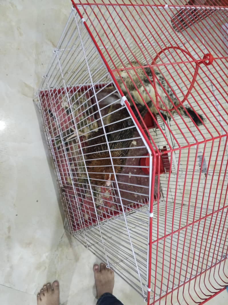 Desi hen 3