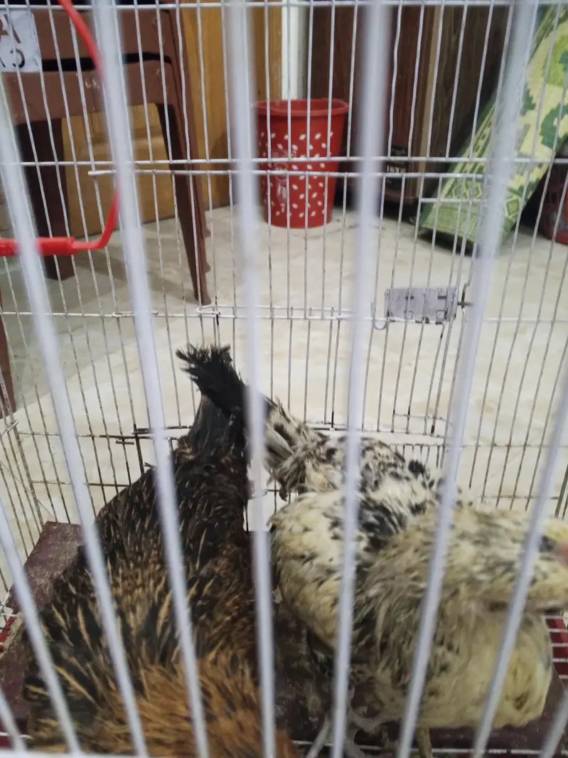 Desi hen — photo 5