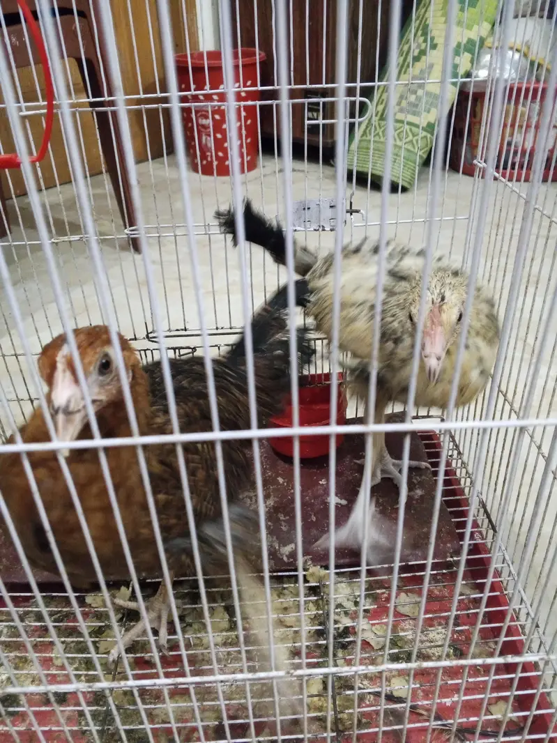 Desi hen — photo 6
