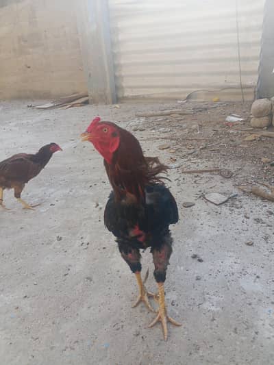 Aseel male female