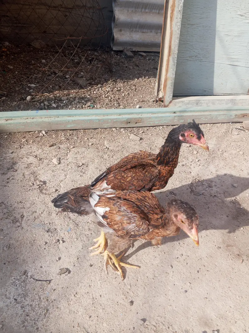 Aseel male female — photo 3