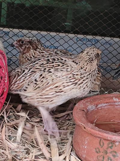 Quails