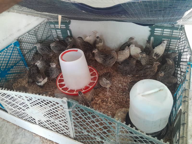 Quails 2