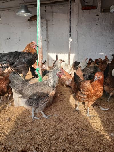golden misri murgiya for sale. |golden misri | desi | austrolop