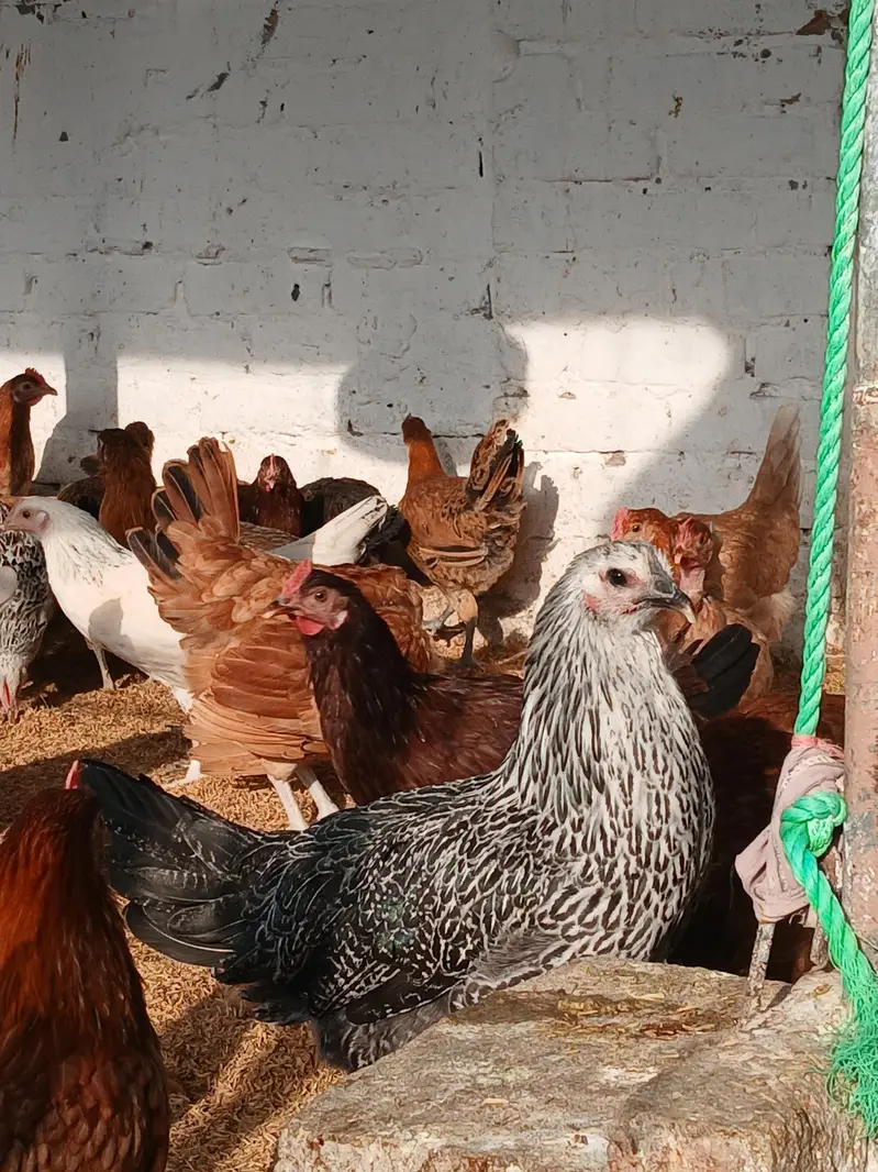 golden misri murgiya for sale. |golden misri | desi | austrolop — photo 2