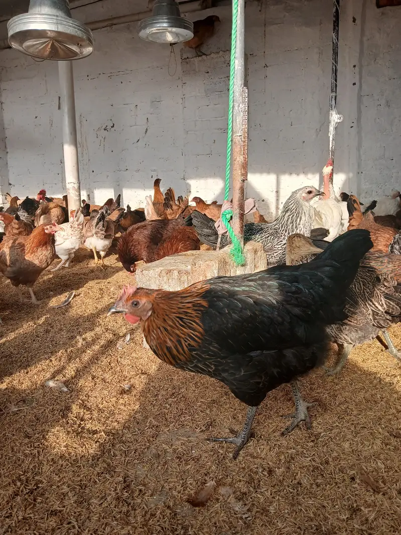 golden misri murgiya for sale. |golden misri | desi | austrolop — photo 3
