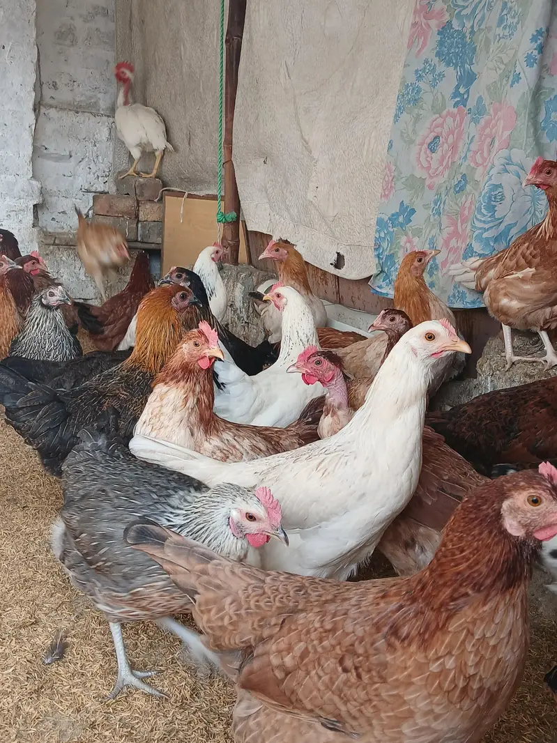 golden misri murgiya for sale. |golden misri | desi | austrolop — photo 4