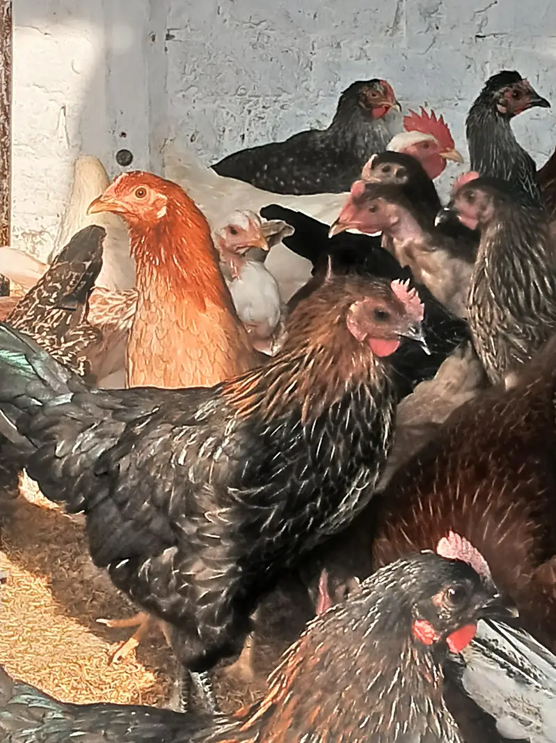 golden misri murgiya for sale. |golden misri | desi | austrolop — photo 5