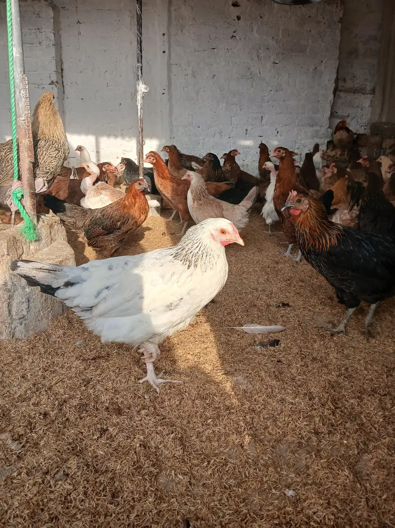 golden misri murgiya for sale. |golden misri | desi | austrolop — photo 6