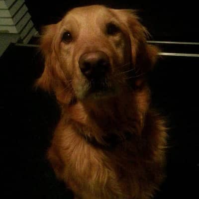 Golden retriever breeder female