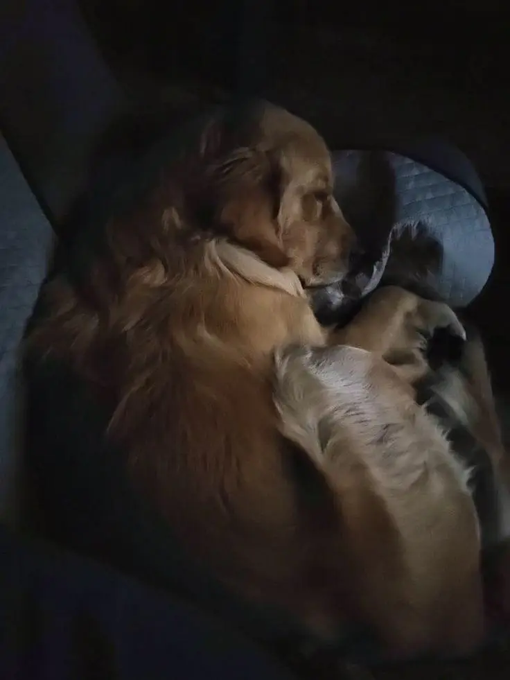 Golden retriever breeder female — photo 2