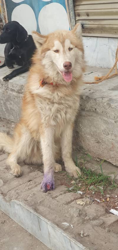 Siberian Husky Male