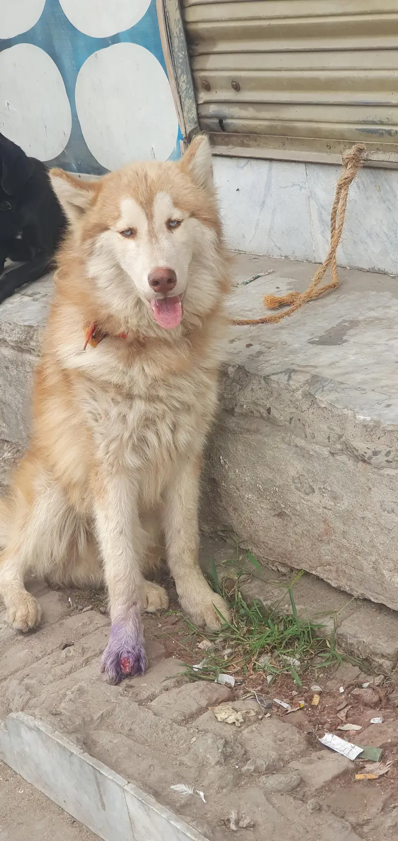 Siberian Husky Male — photo 2