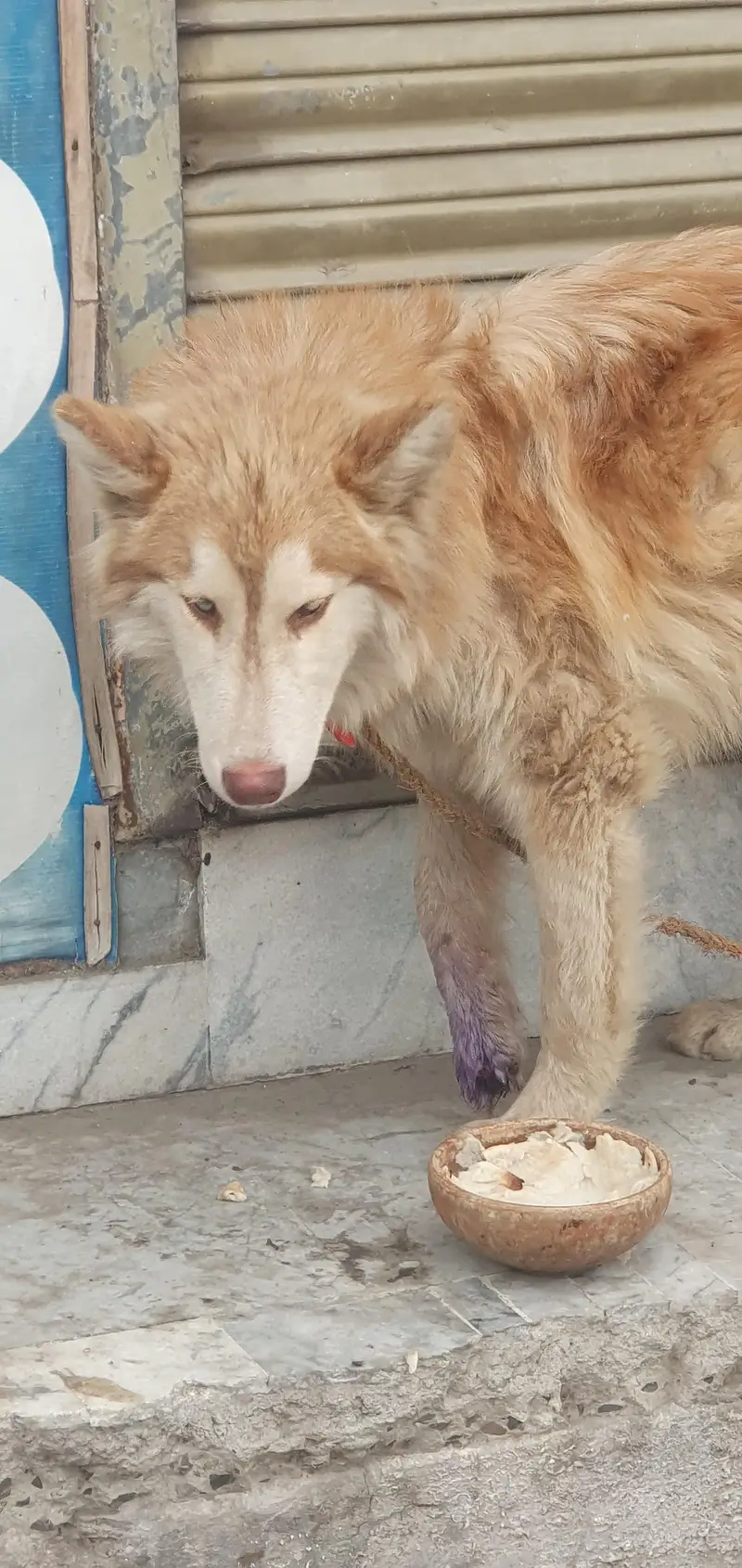 Siberian Husky Male — photo 6