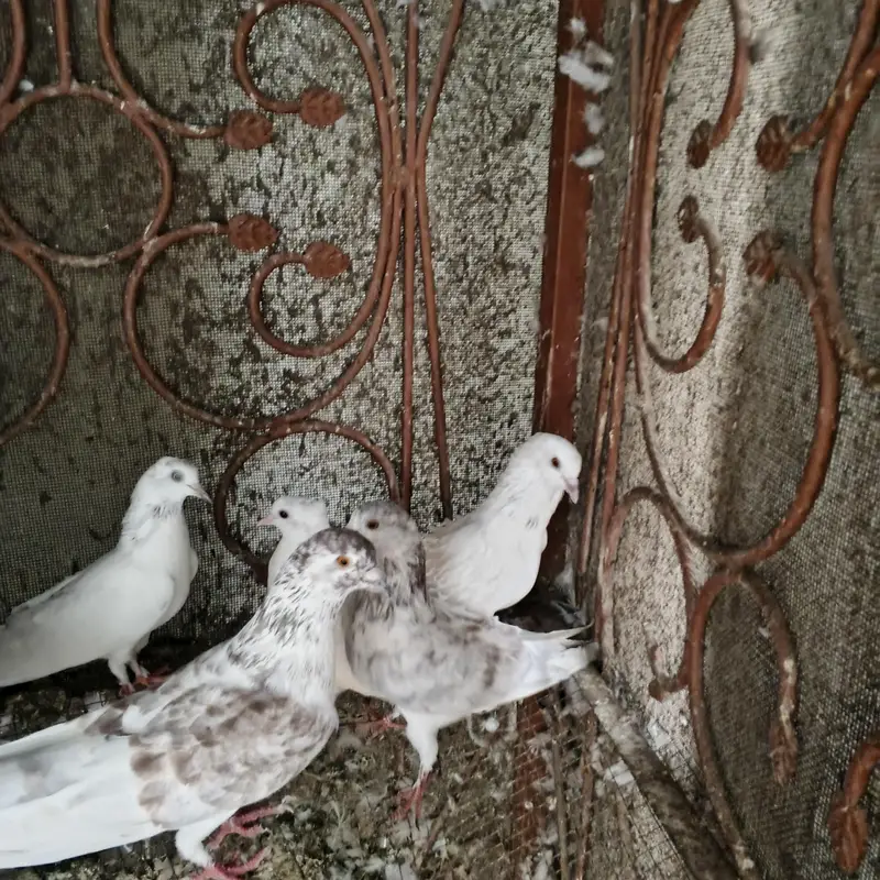 Beautiful Pigeons for Sale – Healthy & Active — photo 2