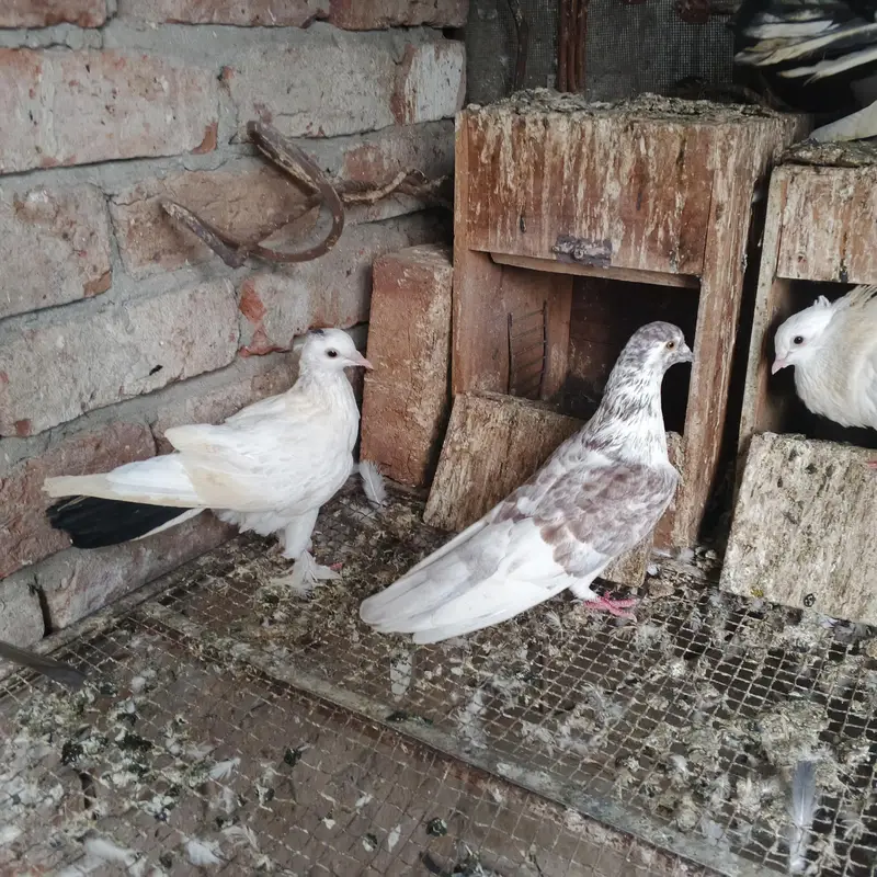 Beautiful Pigeons for Sale – Healthy & Active — photo 3