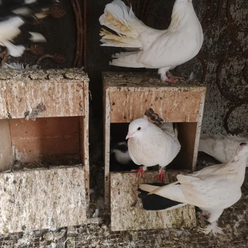 Beautiful Pigeons for Sale – Healthy & Active — photo 4